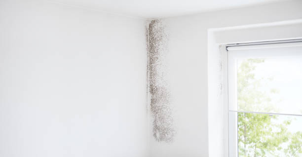 Best Commercial Mold Inspection  in Colwyn, PA