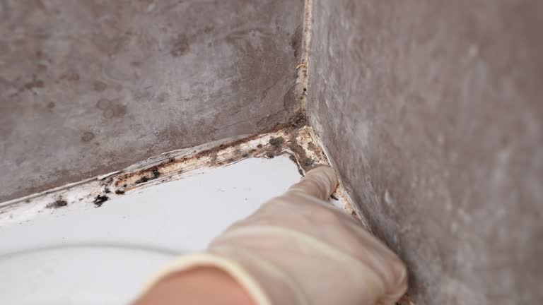 Best Mold Odor Removal Services  in Colwyn, PA